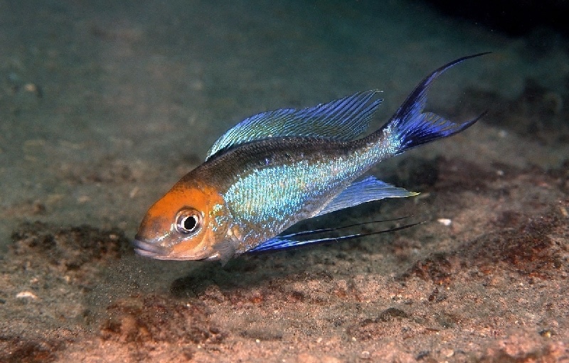 Cyathopharynx furcifer 'Kisimba Rocks'